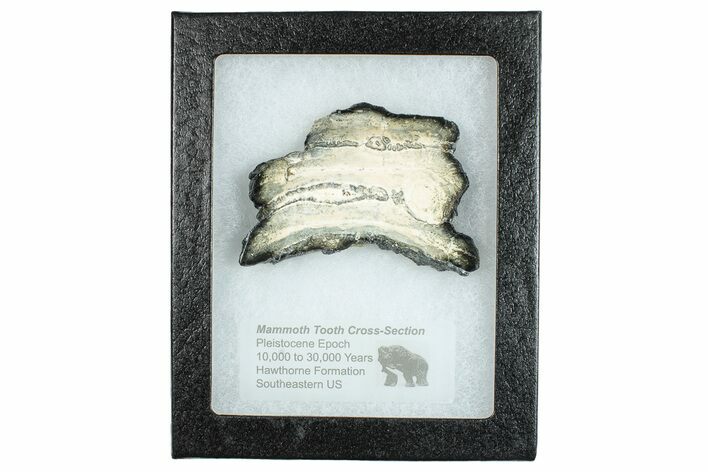 Mammoth Molar Slice With Case - South Carolina #291080